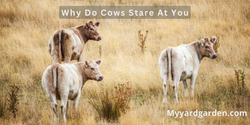 Why Do Cows Stare At You
