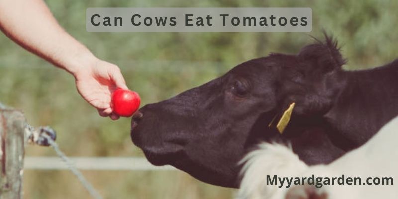 Can Cows Eat Tomatoes