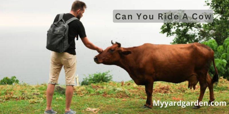 Can You Ride A Cow