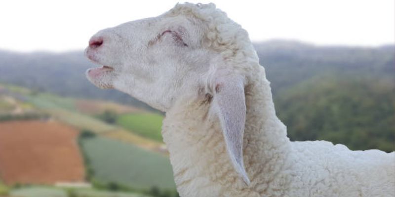 Do Sheep Smell Bad